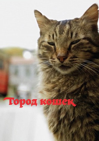 Город кошек