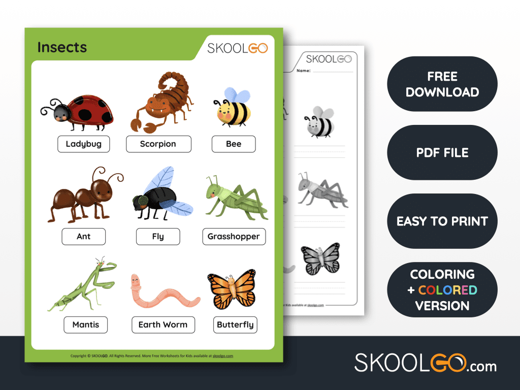 Free Worksheet for Kids - Insects - SKOOLGO