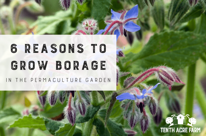 6 Reasons to Grow Borage in the Permaculture Garden