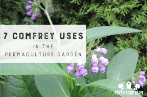 7 Comfrey Uses in the Permaculture Garden: Comfrey fertilizer is considered a powerhouse in the permaculture garden. Here are seven comfrey uses for building healthy soil and growing healthy crops.