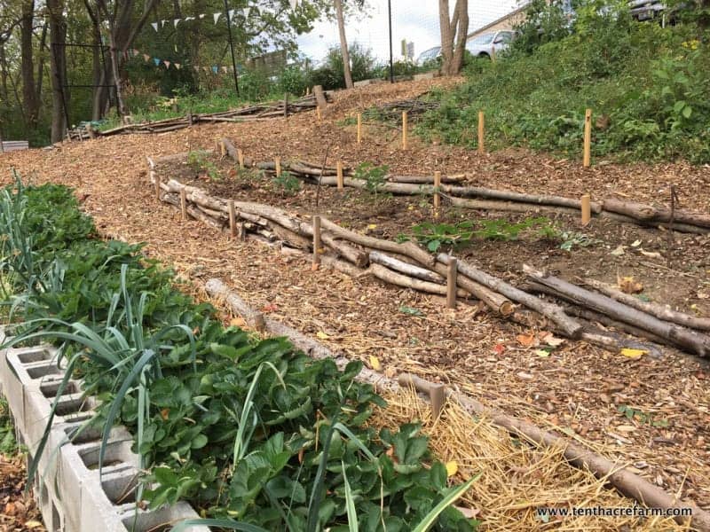 Plant perennials to stabilize the slope. Here we've planted strawberries and raspberries.