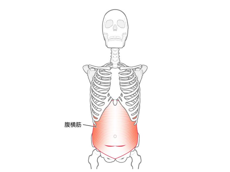 腹横筋