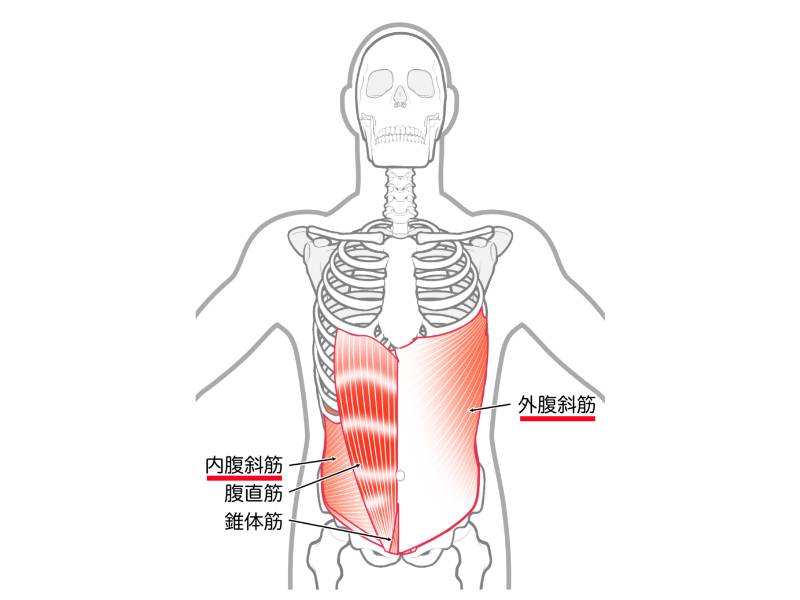 腹斜筋