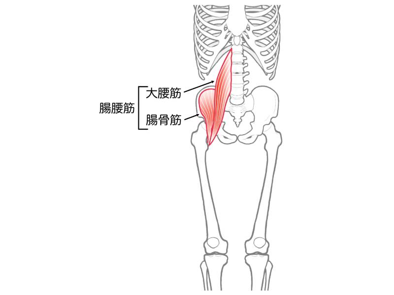 腸腰筋