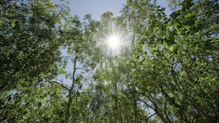 使ったCO2を帳消しに！「カーボンオフセット」のすすめ ♯未来のためにできること