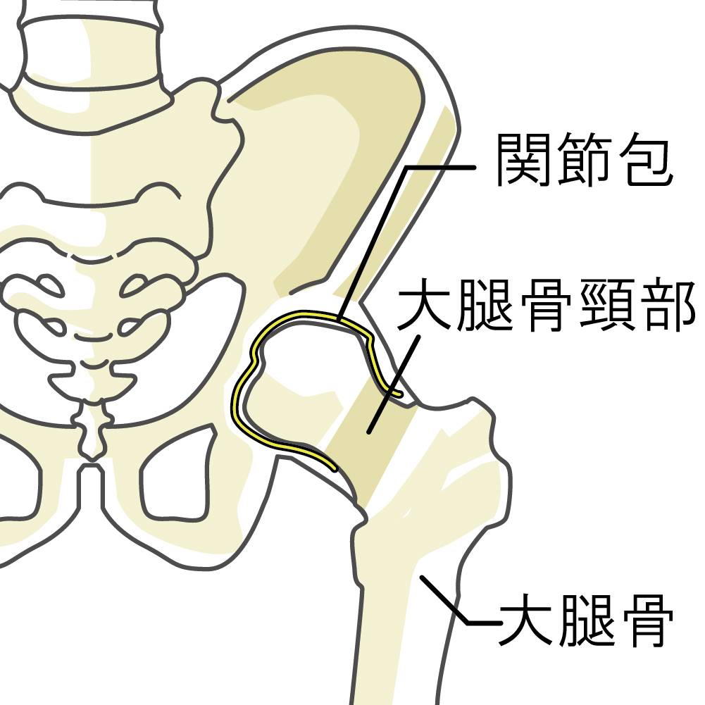 股関節