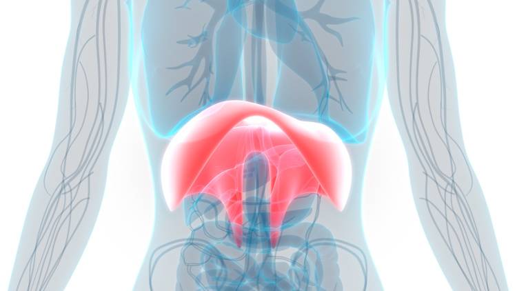 胃腸の調子が悪いのは【横隔膜の動き】が鈍っているせいかも！内臓機能を活性化する「横隔膜ほぐし」