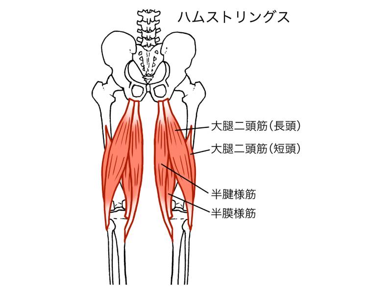 ハムストリングス
