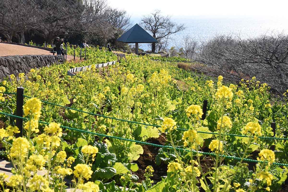 相模湾を見渡せる山頂で咲き始めた菜の花＝９日、二宮町の吾妻山