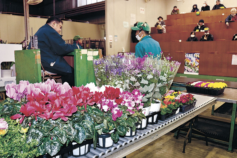 競りに掛けられた鉢物＝９日午前８時１０分、金沢市公設花き地方卸売市場