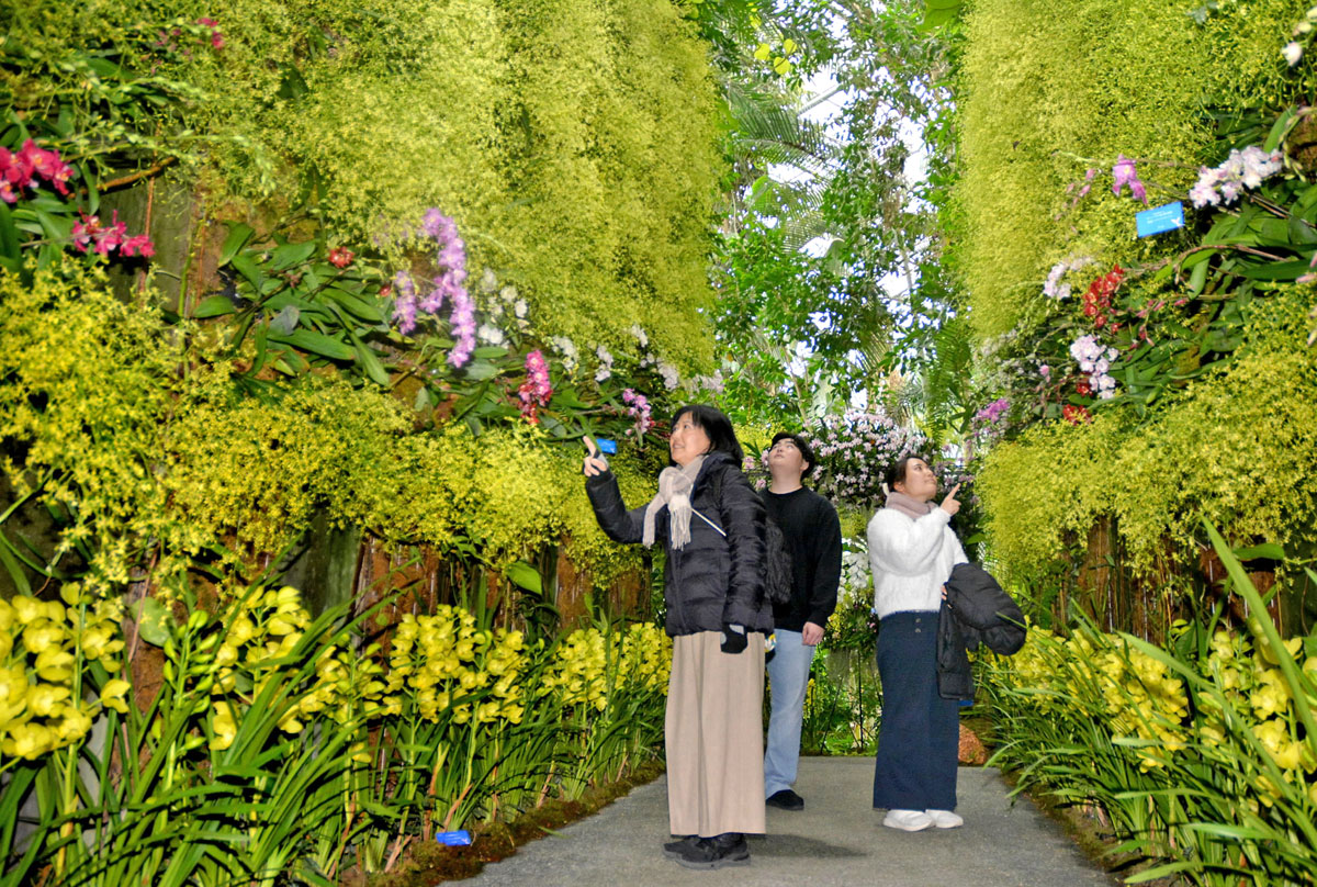 ランで埋め尽くされた壁を楽しむ人たち（高知市五台山の牧野植物園）