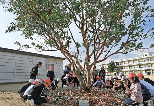 ユーカリの根元周辺に落ち葉を補充する児童たち＝高松市牟礼町、牟礼小