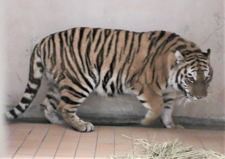 仲間入りした雌のアムールトラ「和」（茶臼山動物園提供）