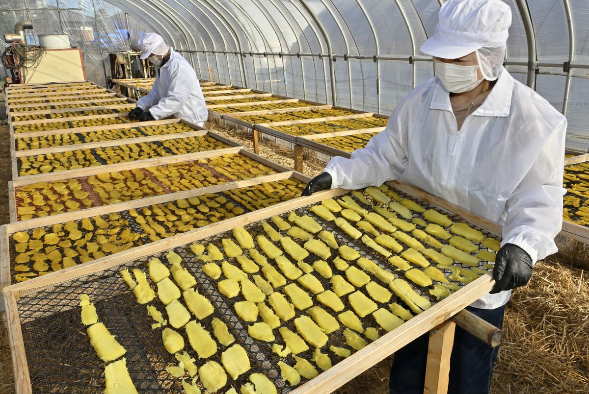 繁忙期を迎えた干し芋作りの天日干し作業＝22日午前９時55分、上三川町多功