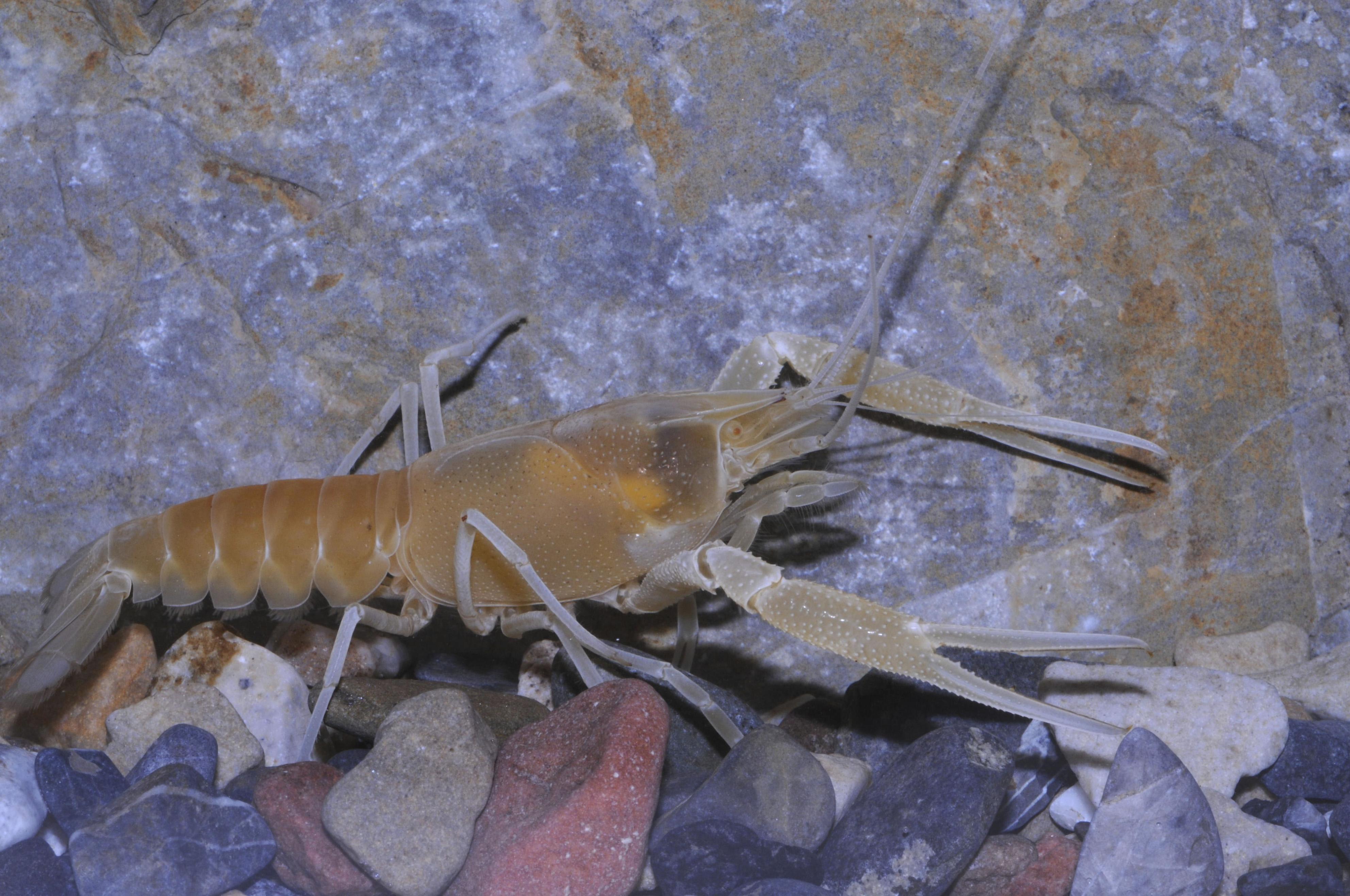 米フロリダ州に生息する絶滅危惧種のザリガニの仲間（Keith　A.　Crandall/C.　Riley　Nelson提供）