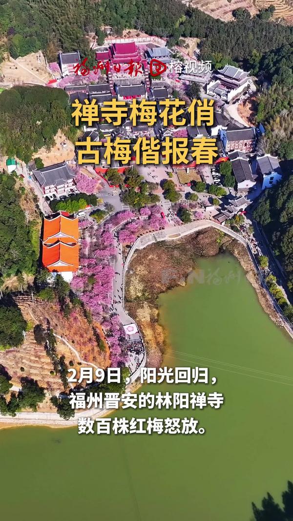 林阳禅寺数百株红梅怒放 百年古梅相偕报春