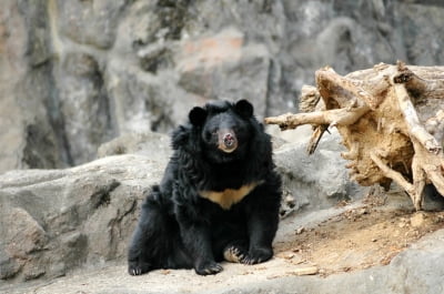 반달가슴곰 복원사업 20주년인데…야생 곰 57마리 '행방불명'