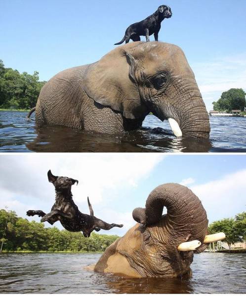 Animals Know Everything About Friendship