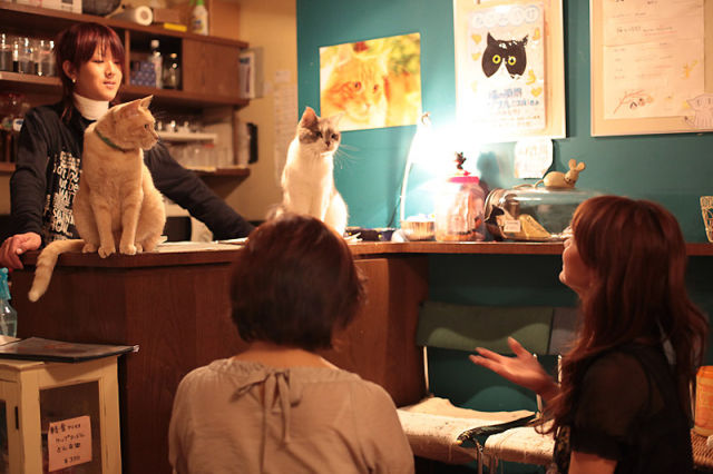 Cat Cafe in Japan (39 pics + 1 video)