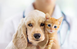 Animali