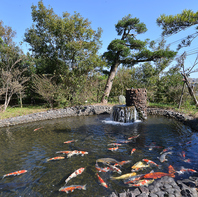 雅やかな鯉が泳ぐ中庭