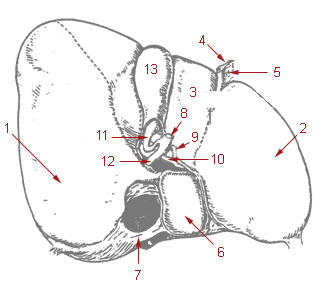 Illu liver gallbladder.jpg