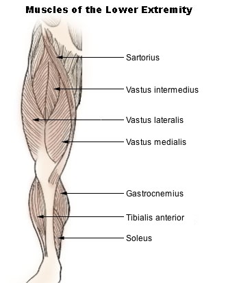 Illu lower extremity muscles.jpg