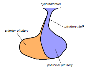 Pituitary Stalk.png