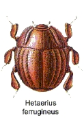 Haeterius ferrugineus.jpg