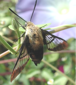 Hemaris diffinis.JPG