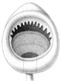 Mastigoteuthis dentata.jpg