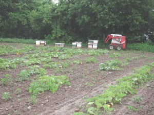 Beehives in a planted field