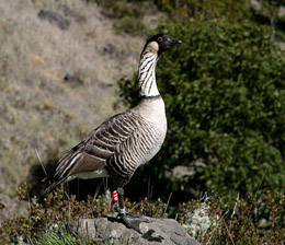 Nene - Hakalau Forest NWR.jpg