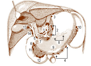 Illu lymph chain08.jpg