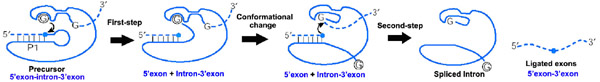 GI catalysis.jpg