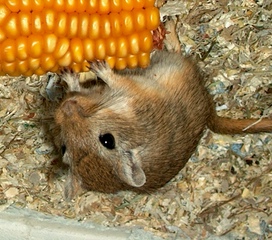 Gerbil.jpg