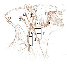 Illu lymph chain01.jpg