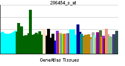 PBB GE RHO 206454 s at tn.png