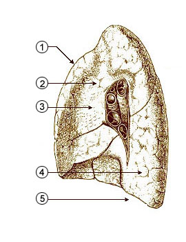 Illu quiz lung02.jpg