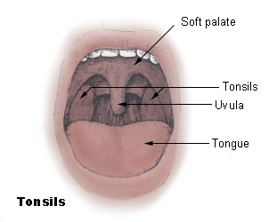 Tonsils diagram.jpg