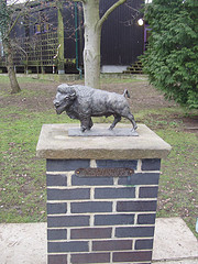 Gilwell Park American Buffalo.jpg