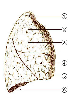 Illu quiz lung01.jpg