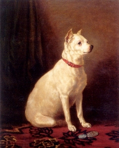 Old English White Terrier.jpg