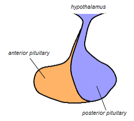 Pituitary gland representation.PNG