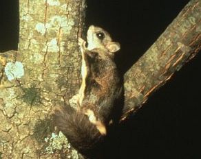 Glaucomys sabrinus.jpg