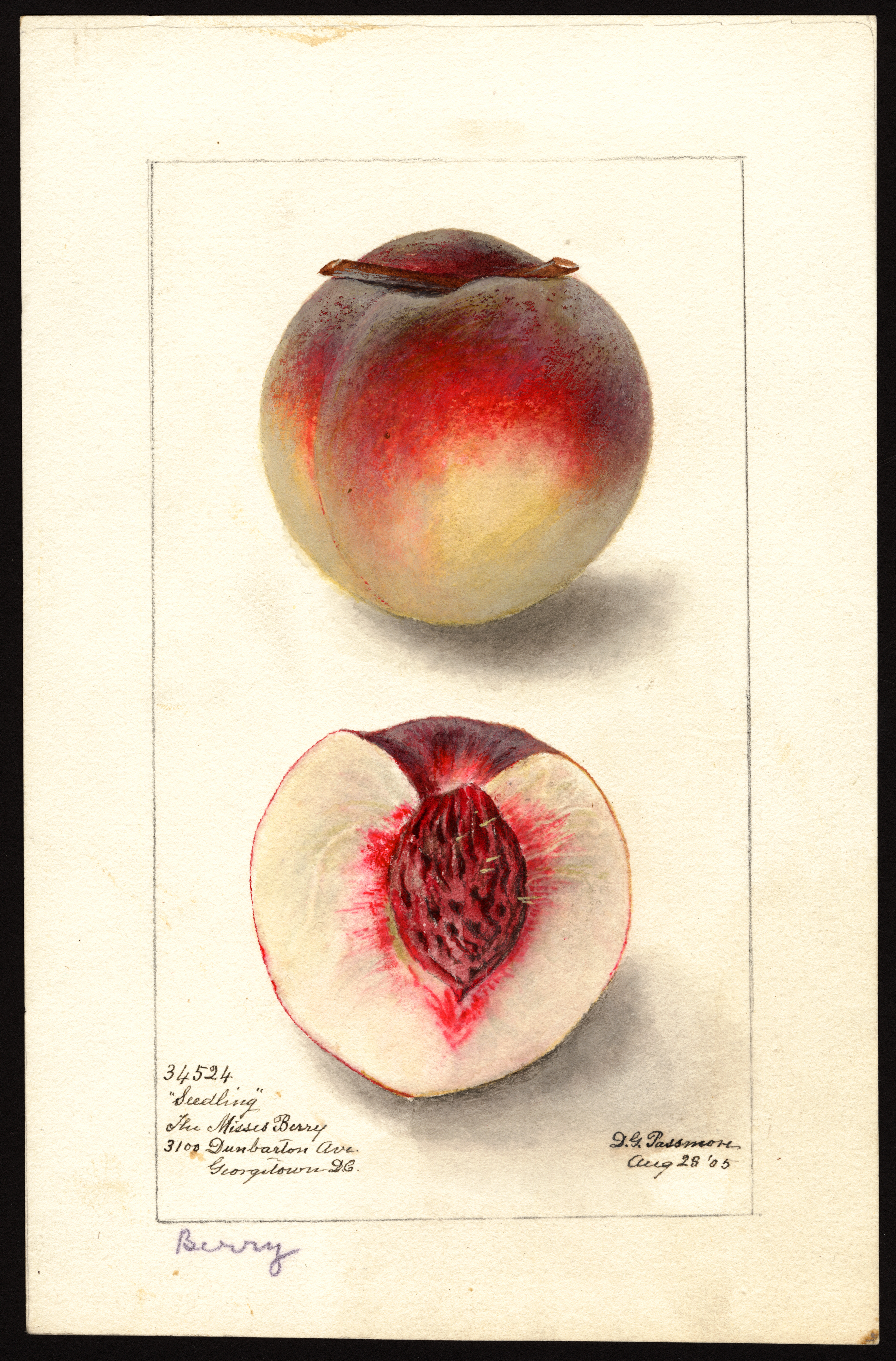 Peach (cultivar 'Berry') - watercolor 1895