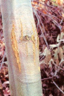 Chestnut blight.jpg