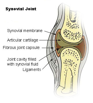 Illu synovial joint.jpg