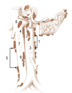 Illu lymph chain07.jpg