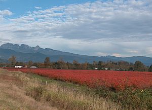 Pitt Meadows blueberry farms.jpg